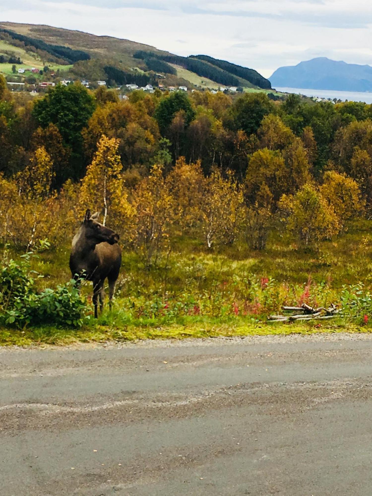 Sortland Camping Og Motell As Bagian luar foto